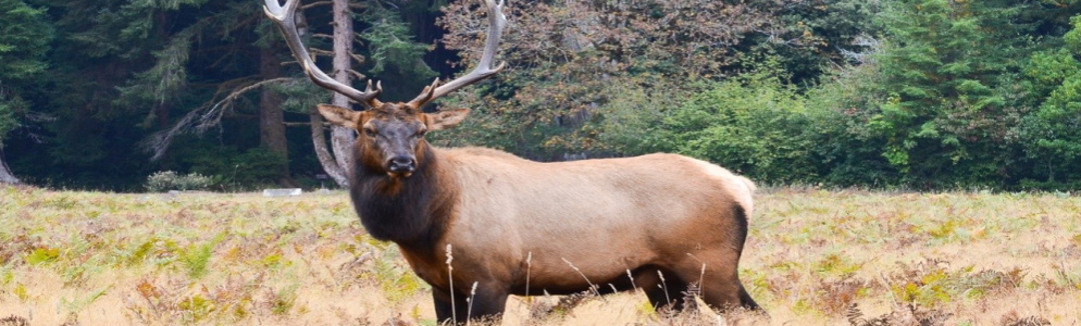 Elk Experience