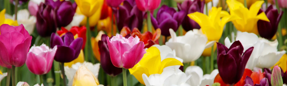 Spring Flower Show